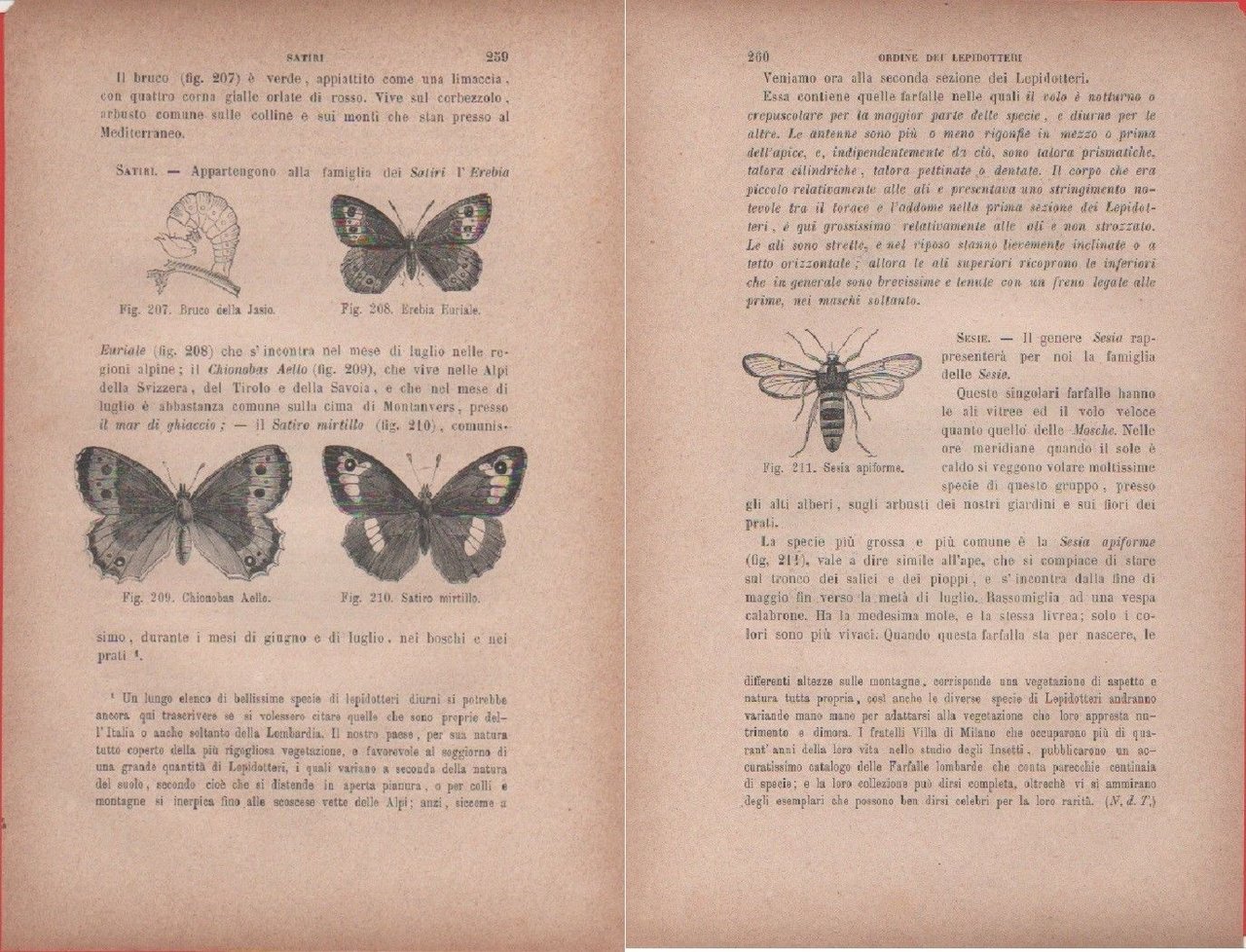 Bruco della Jasia, Erebia Euriale, Chionobas Aello, Satiro mirtillo/Sesia