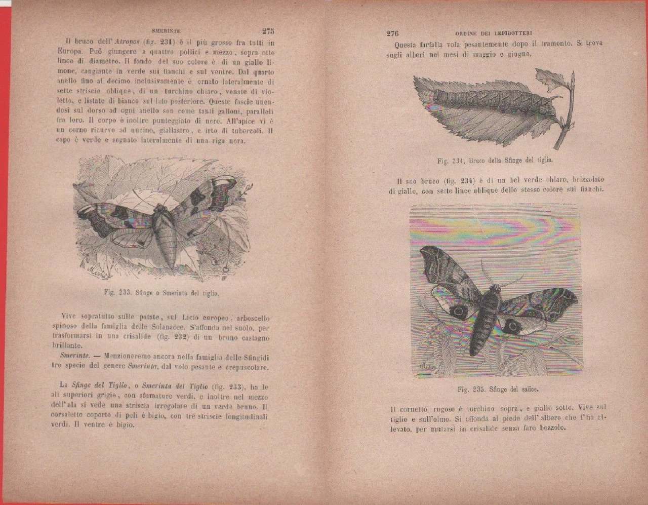 Bruco della sfinge del tiglio; Sfinge del salice / Sfinge …