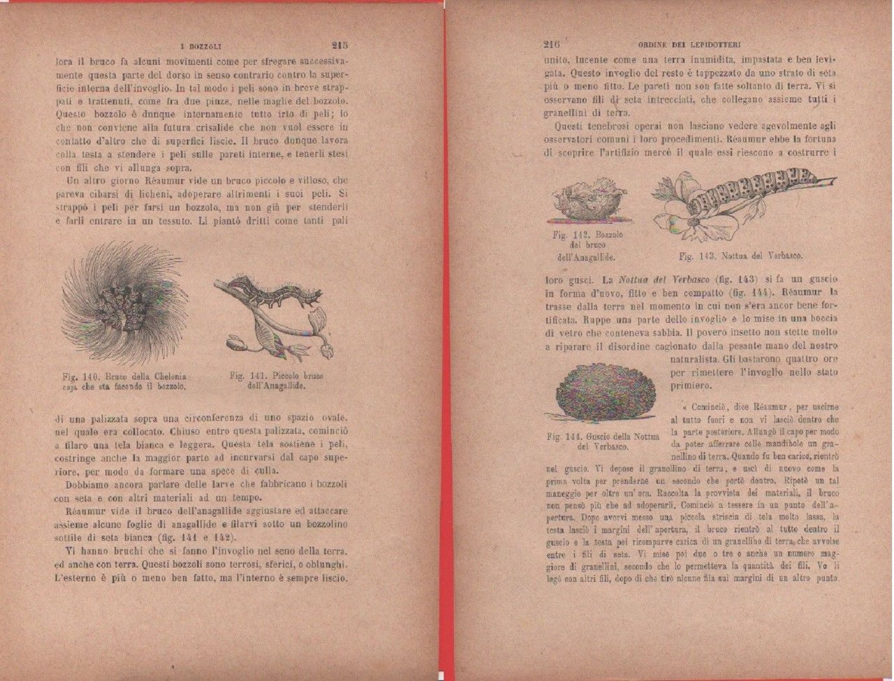 Bruco di Chelonia, Bruco Anagallide/Bozzolo Anagallide, Nottua di Verbasco