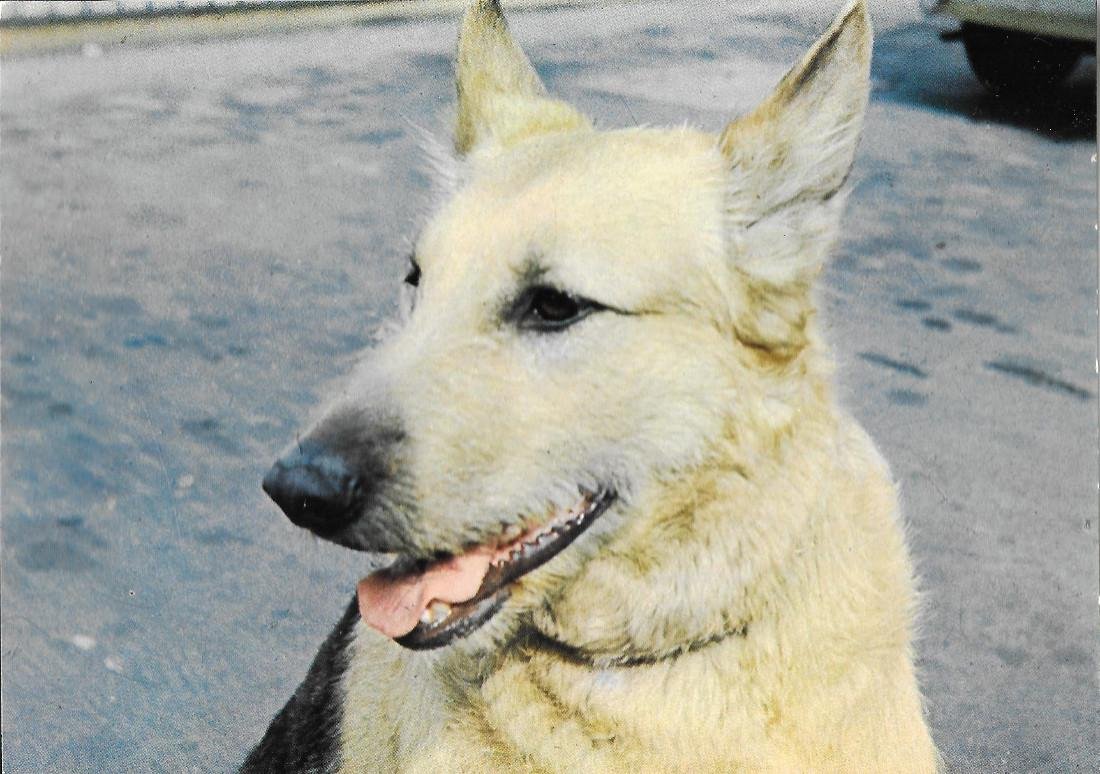 Cane pastore meticcio. Non viaggiata