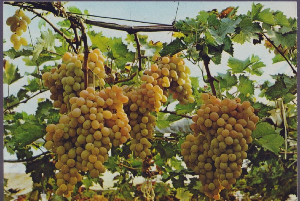 Canicattì (AG). Sagra dell'uva Italia. Non viaggiata