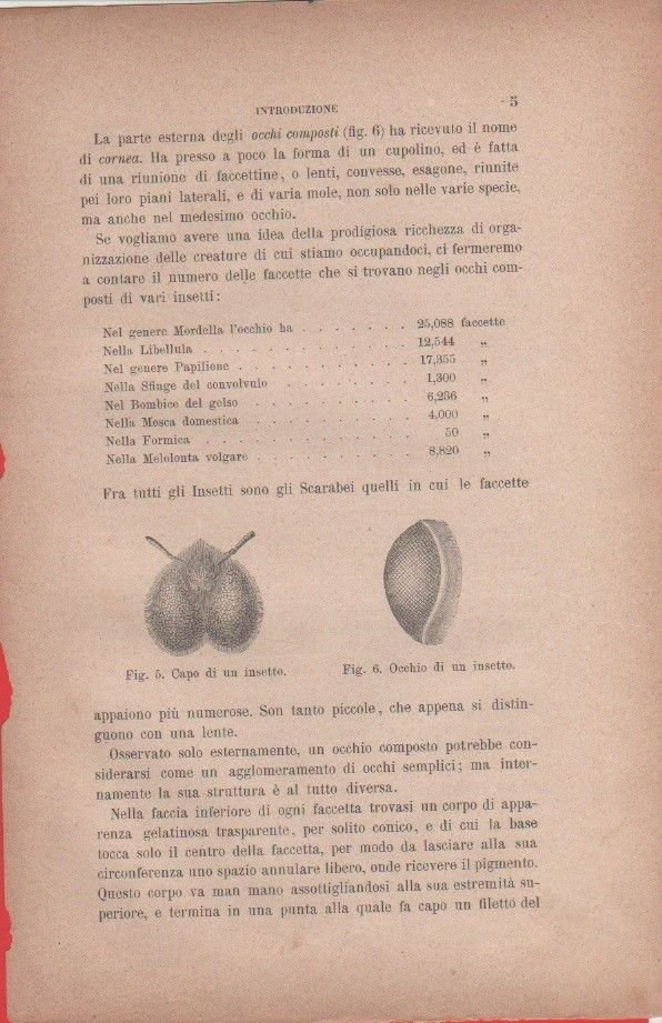 Capo di un insetto; Occhio di un insetto. Vecchia stampa