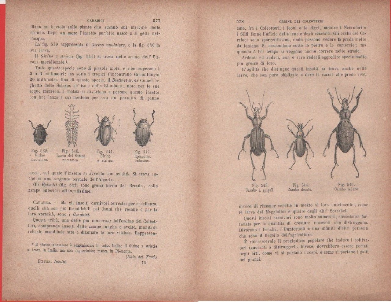 Carabo a spigoli; dorato; Adone / Girino; Epinectus Vecchia stampa