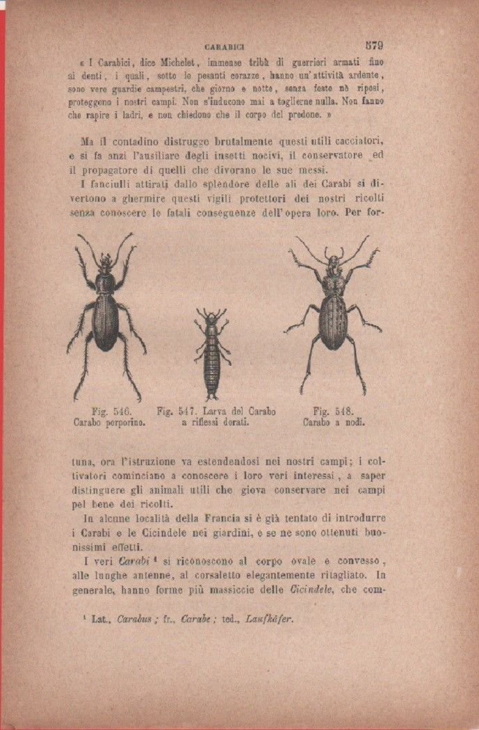 Carabo porporino; larva del C. a riflessi dorati; C. a …