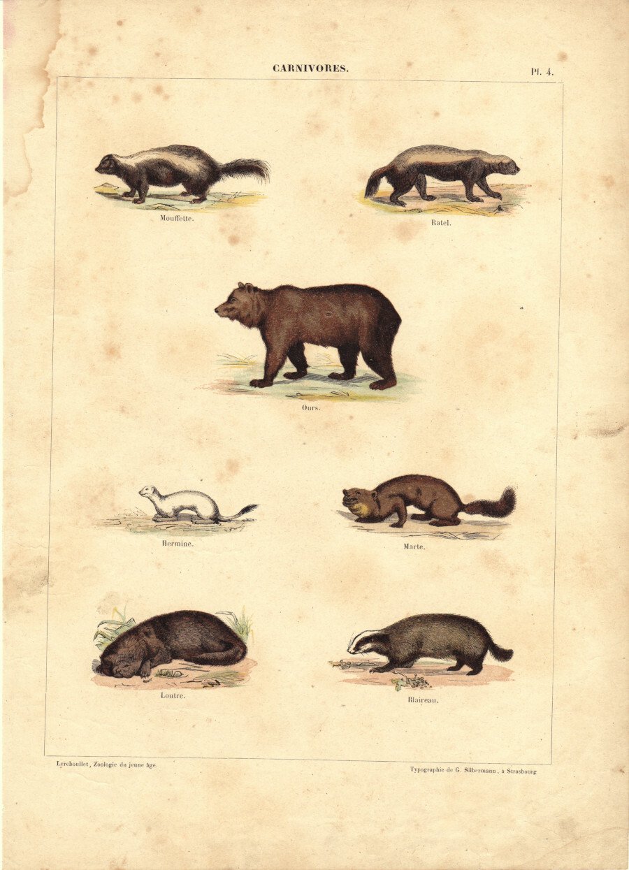 Carnivores. Stampa 1860