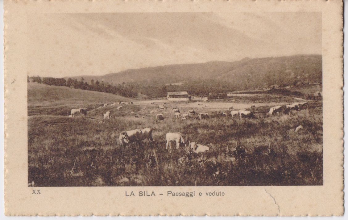 Cartolina - La Sila. Paesaggi e vedute XX/20