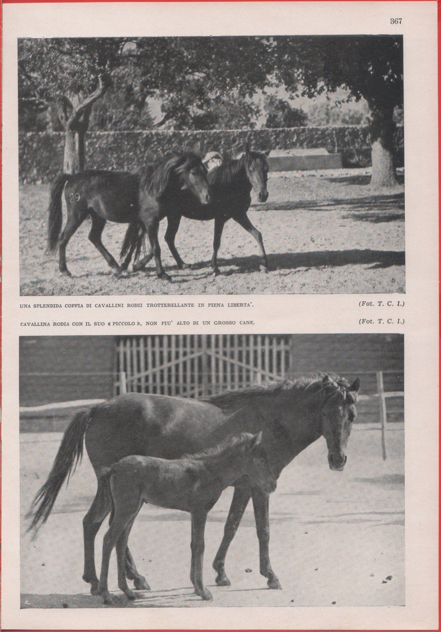 Cavalli rodii. Immagine 1937