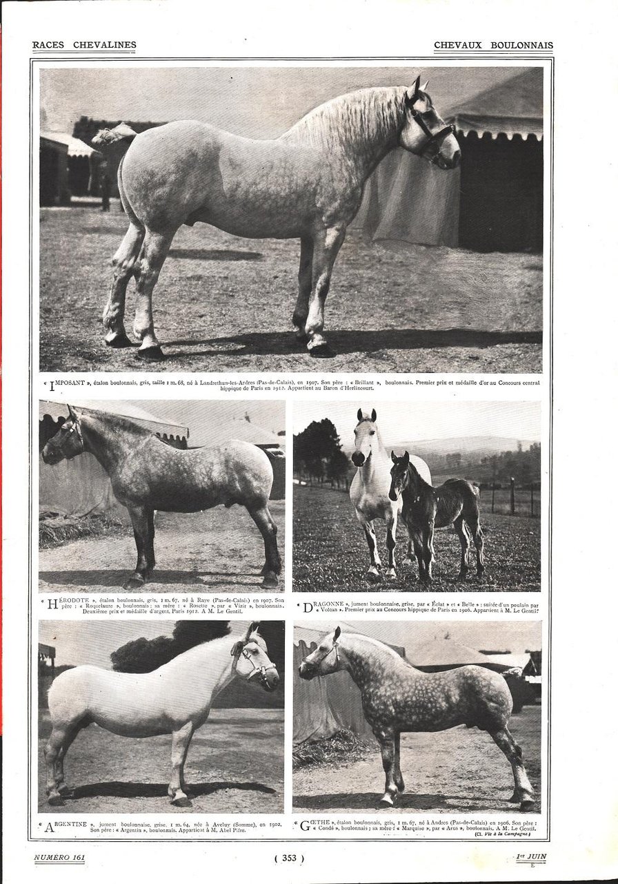 Chevaux Boullonais/Chevaux de trait Bretons. Stampa 1912