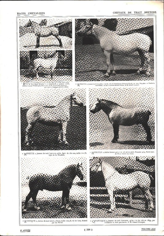 Chevaux Boullonais/Chevaux de trait Bretons. Stampa 1912