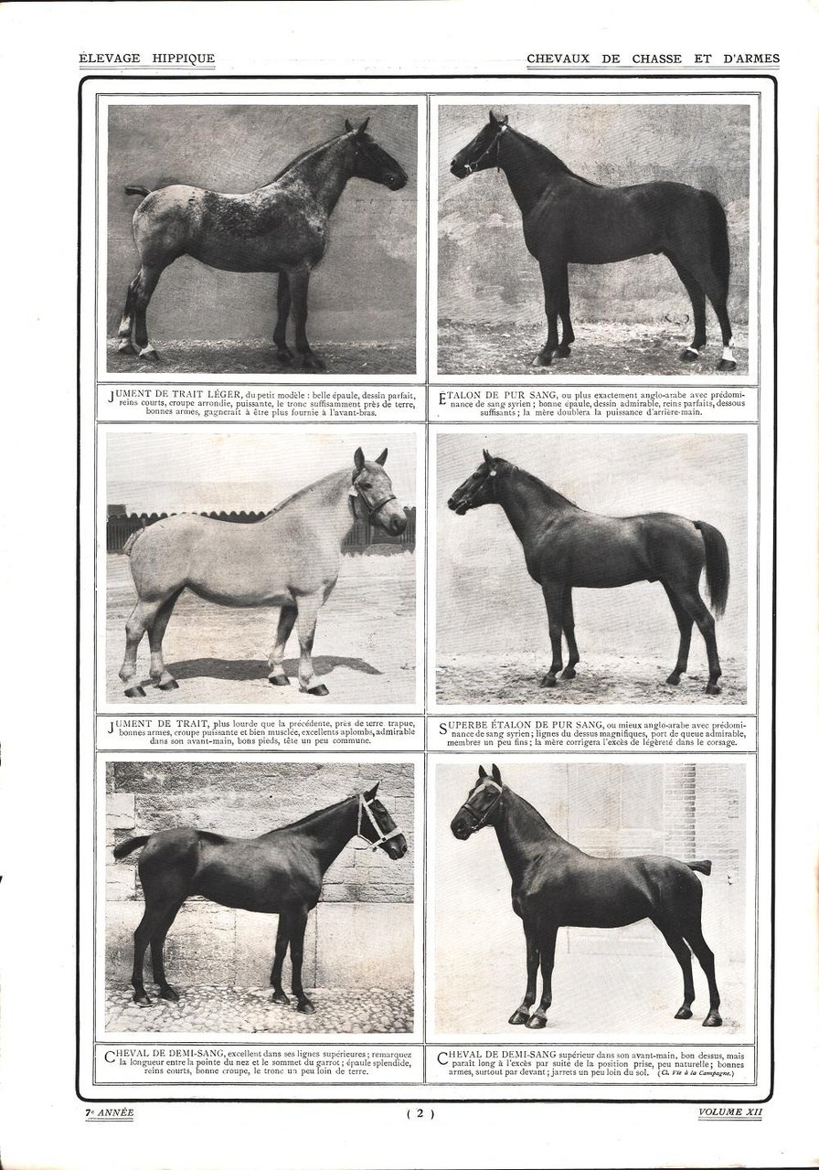 Chevaux de chasse et d'armes. Stampa 1912