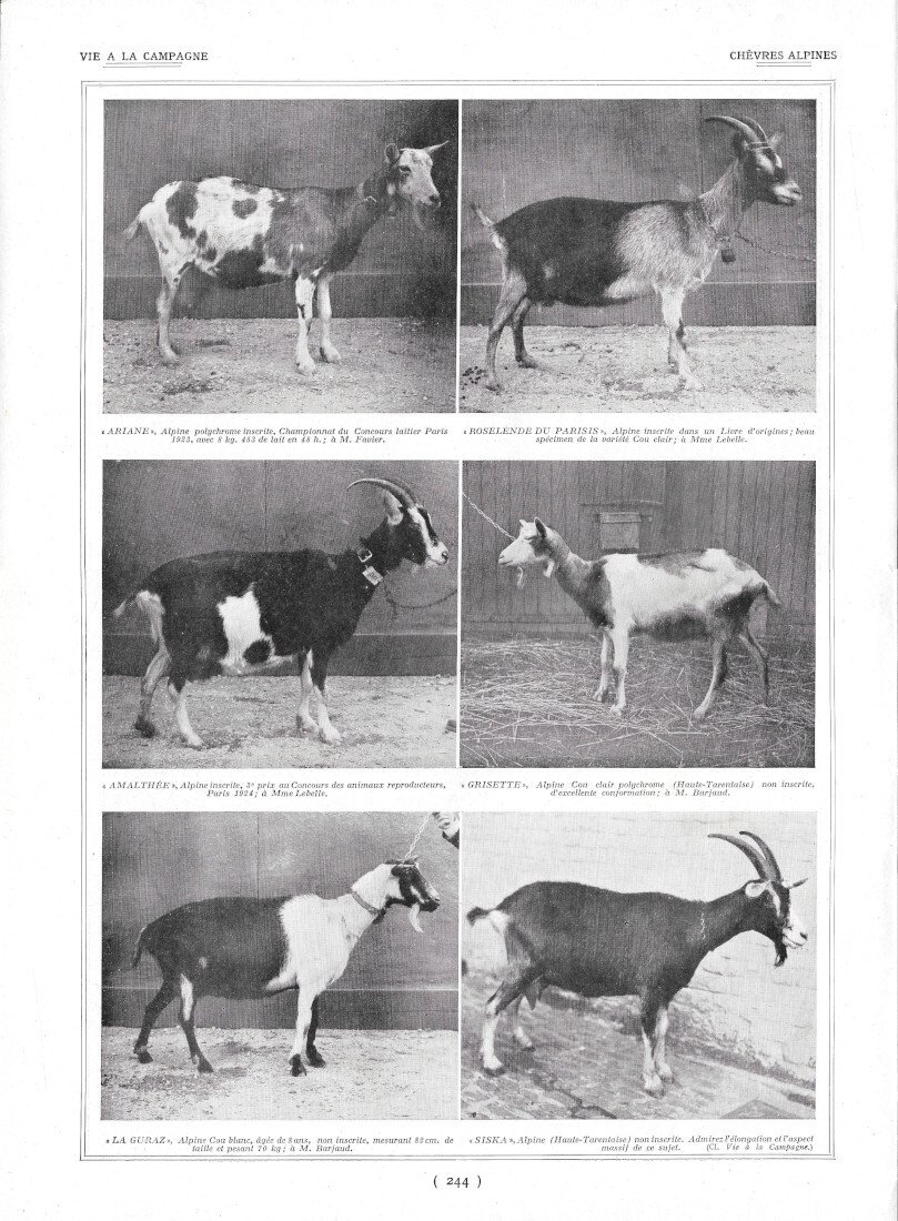 Chèvres Alpines / Variétés de Carpes - Immagine 1924