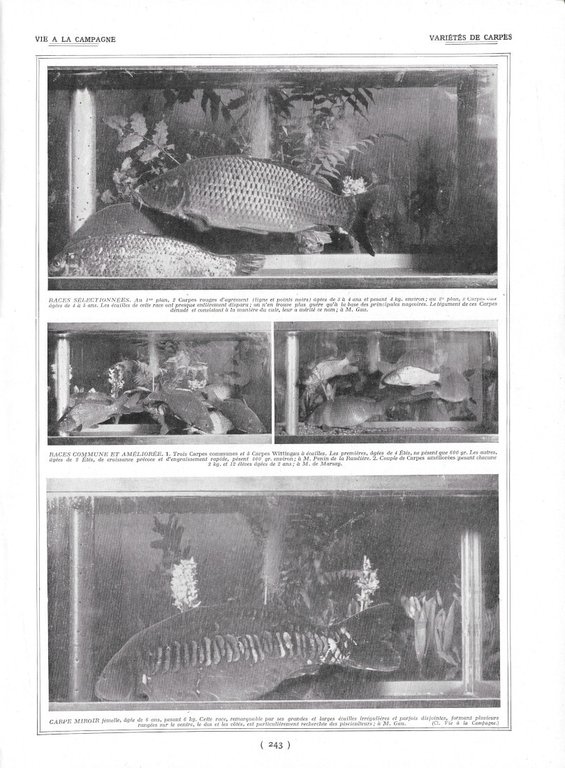 Chèvres Alpines / Variétés de Carpes - Immagine 1924