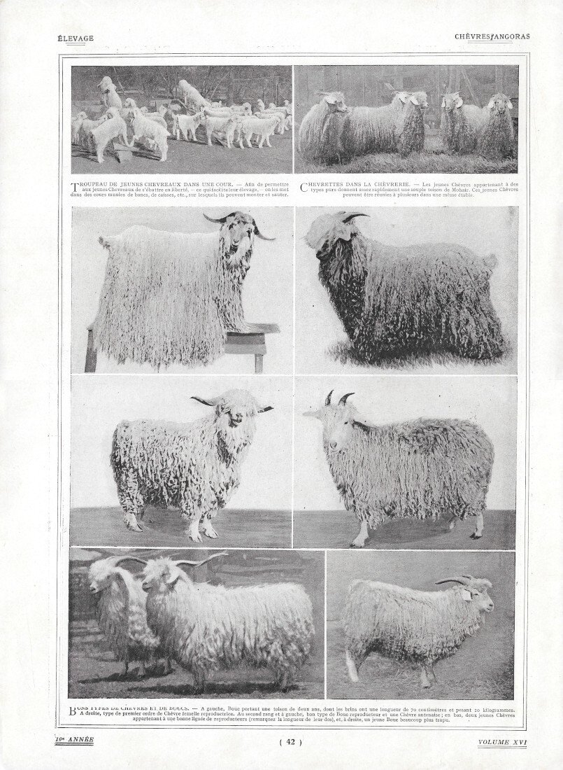 Chèvres Angoras - Immagine 1919