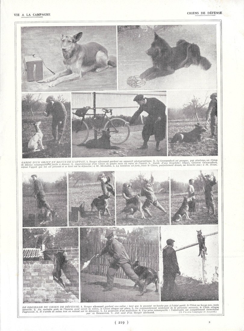 Chiens de défense / Elevage lapin Saint Marthe - Immagine …