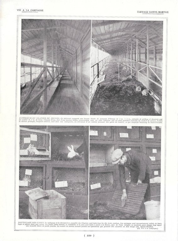 Chiens de défense / Elevage lapin Saint Marthe - Immagine …