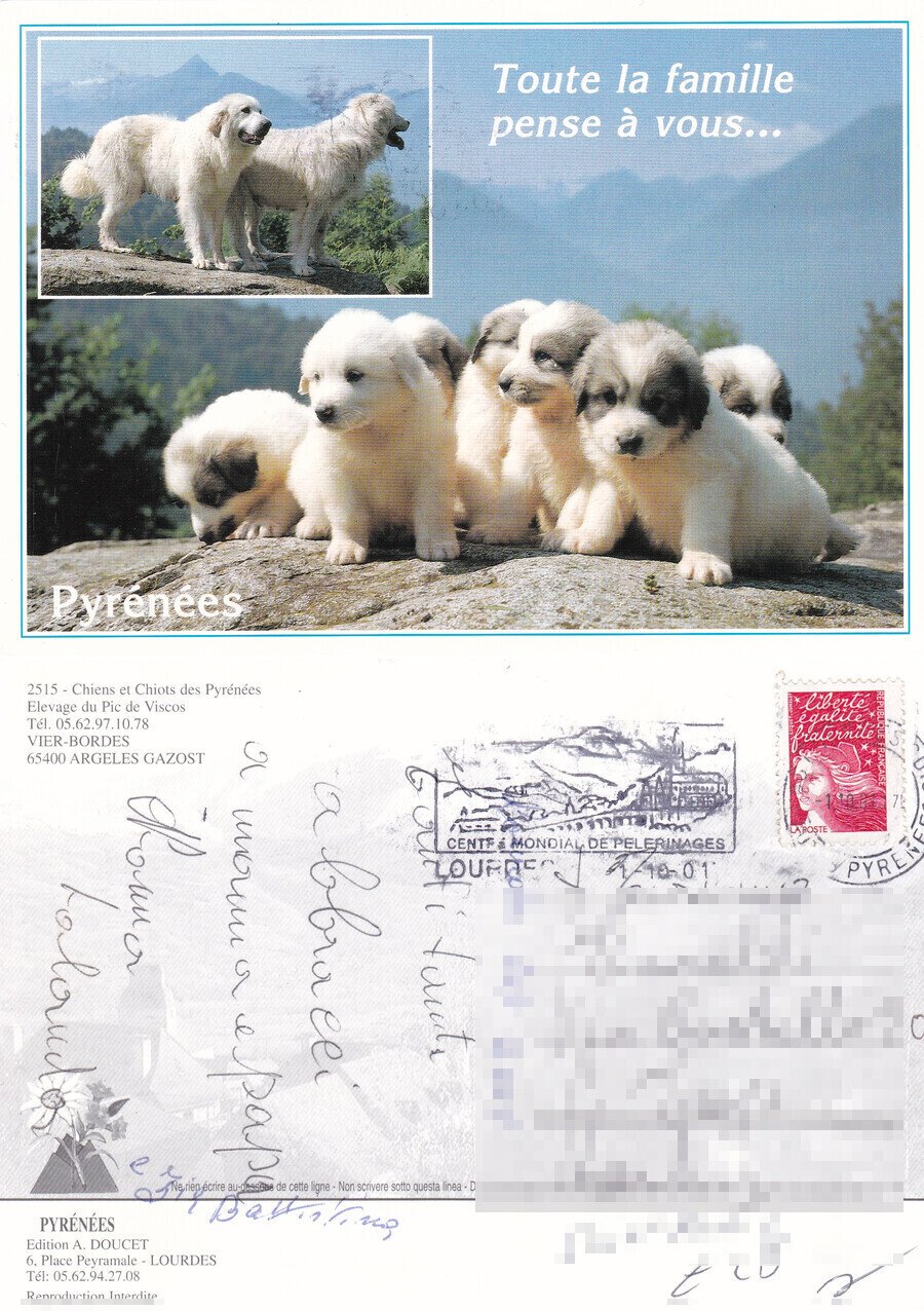 Chiens et Chiots des Pyrenees. Elevage du Pic de Viscos. …