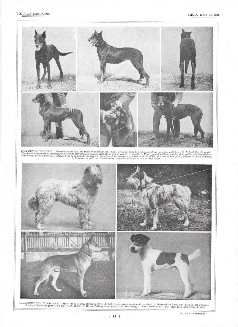 Choix d'un chien / Alimentation et soins - Immagine 1922