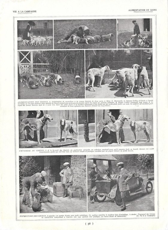 Choix d'un chien / Alimentation et soins - Immagine 1922