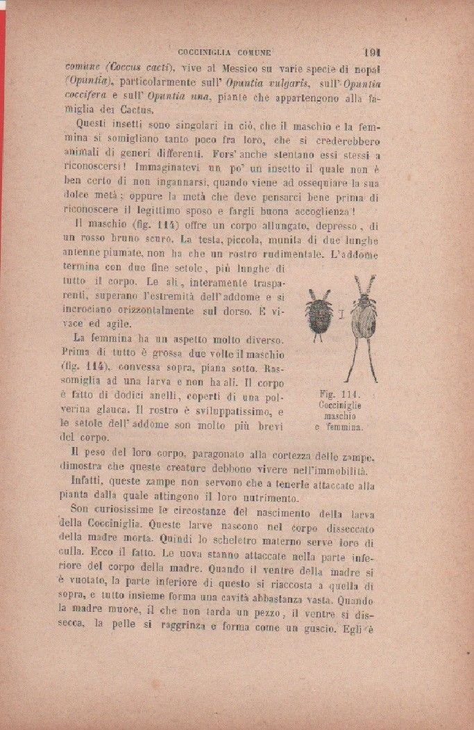 Cocciniglie maschio e femmina. Vecchia stampa