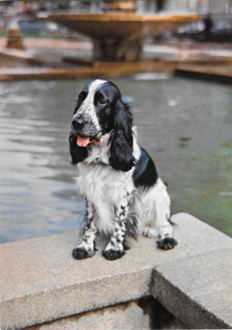 Cocker bianco e nero. Non viaggiata