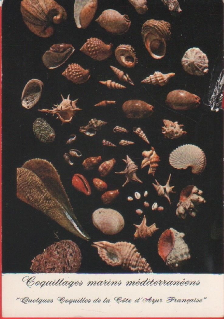 Conquillages marins de Mediterranée. Cote d'Azur. Non viaggiata