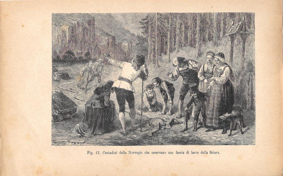 Contadini della Norvegia che osservano una fascia di larve della …