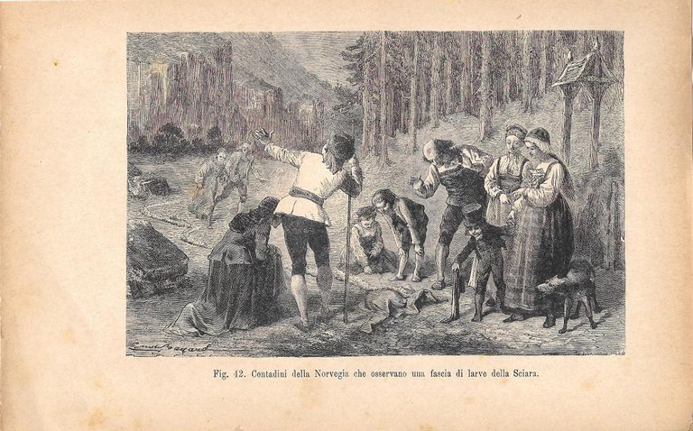 Contadini della Norvegia che osservano una fascia di larve della Sciara. Stampa 1893