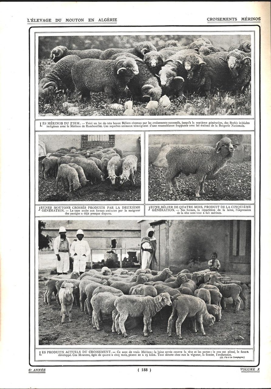 Croisements Merinos. Stampa 1911