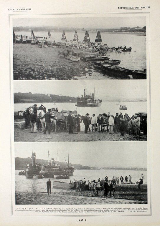 Culture des fraises/Exportation des fraises. Fronte/retro. Immagine 1927
