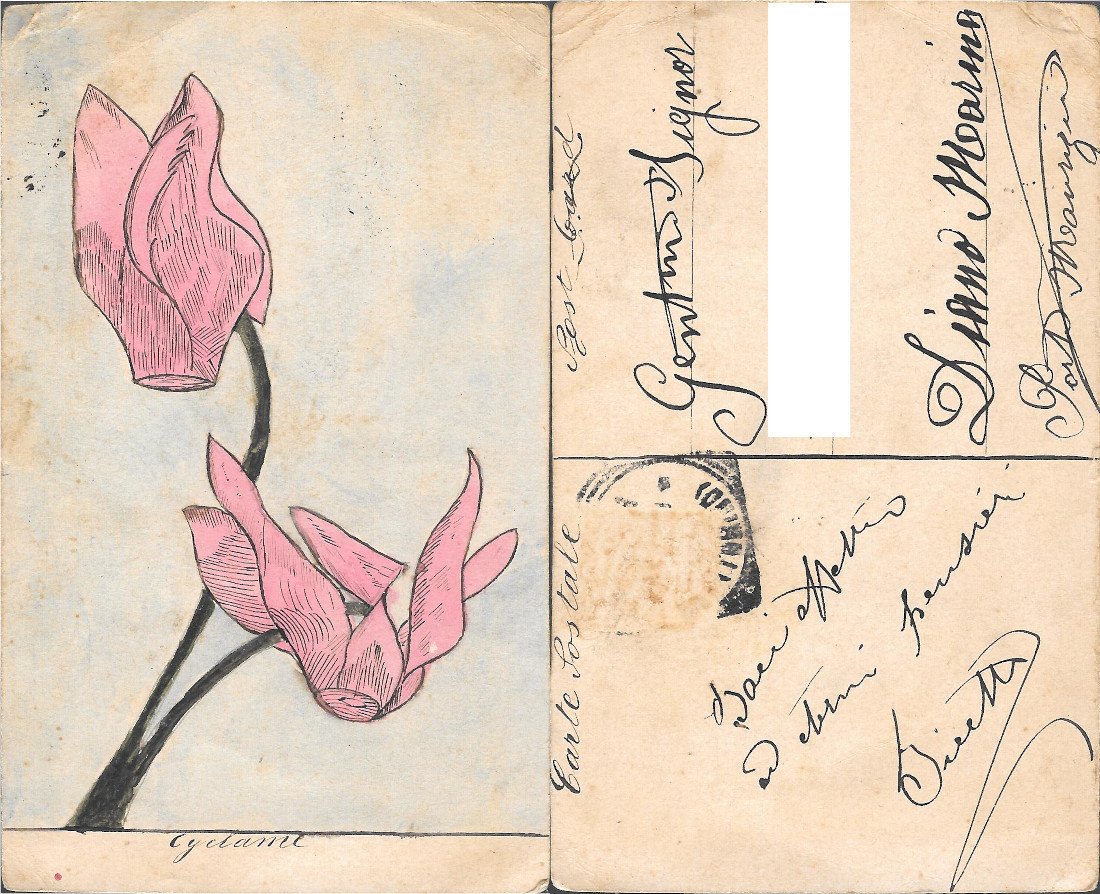 Cyclame (Ciclamino). Viaggiata