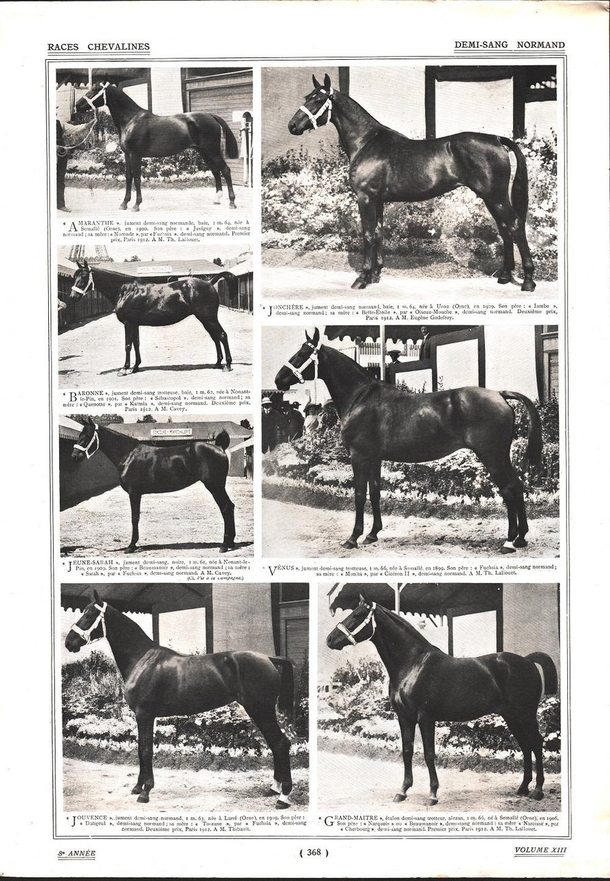 Demi-sang Normand. Stampa 1912