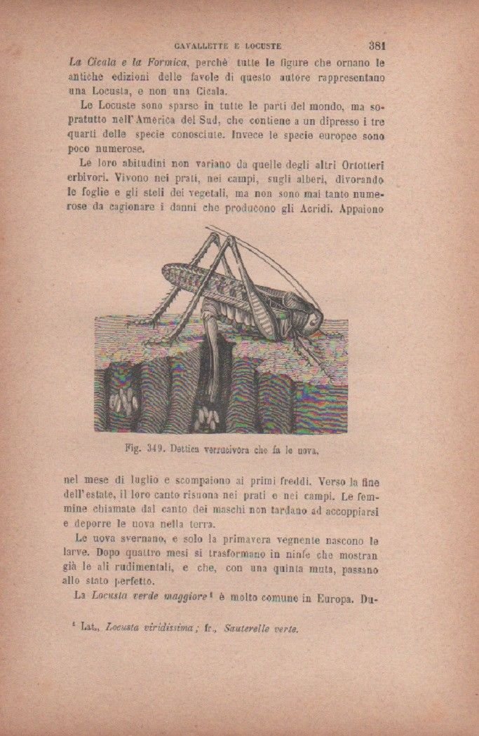 Dettica verrucivora che fa le uova. Vecchia stampa