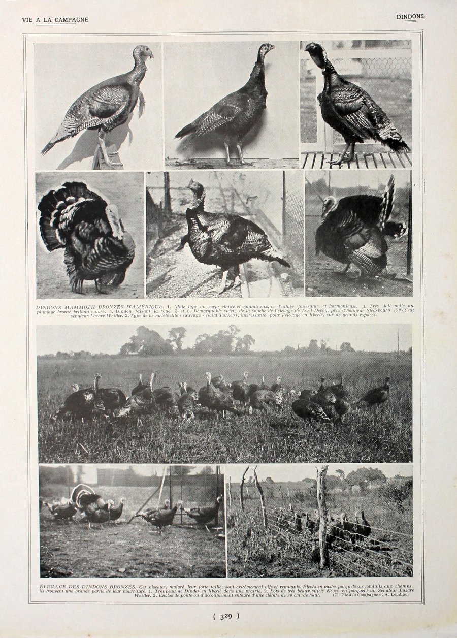 Dindons/Chasse au chien d'arret. Fronte/retro. Immagine 1927