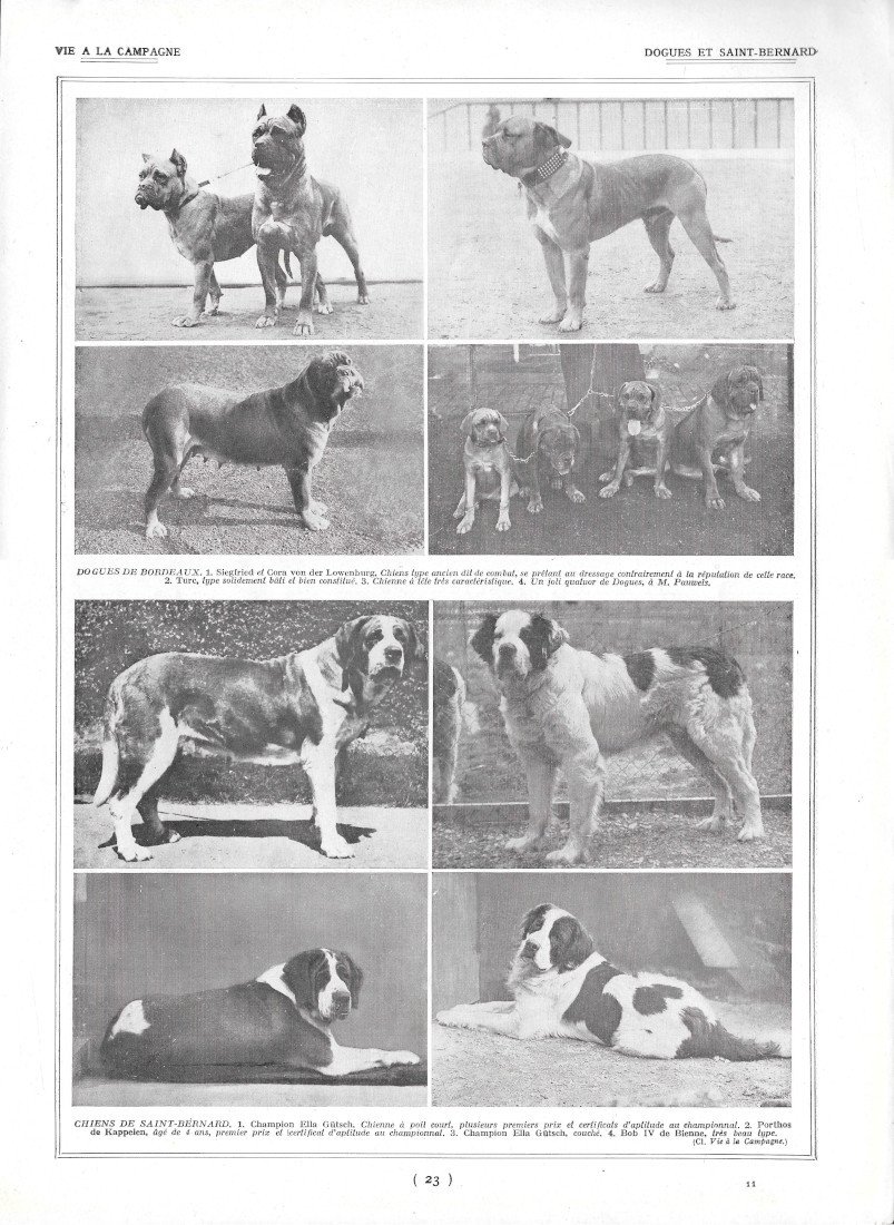 Dogues et Saint-Bernard / Le Chenil - Immagine 1922