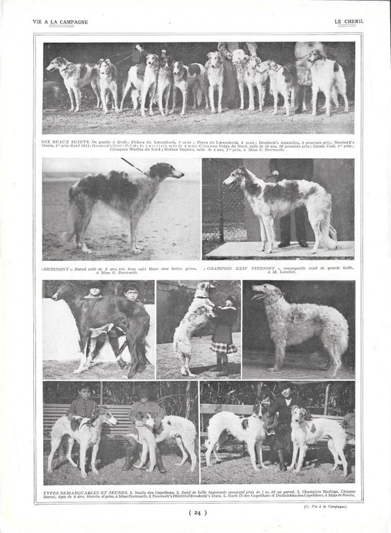 Dogues et Saint-Bernard / Le Chenil - Immagine 1922