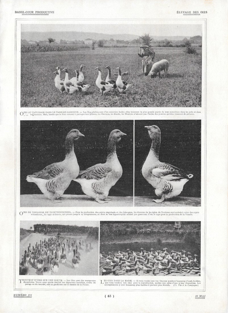 Elevage des oies - Immagine 1919