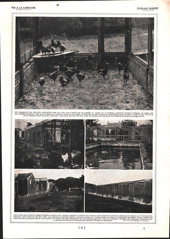 Elevage sportif /Elevage sportif. Stampa 1924