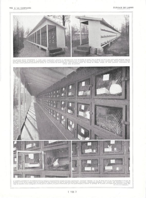 Eleveuses des poussins / Elevage de lapins - Immagine 1928