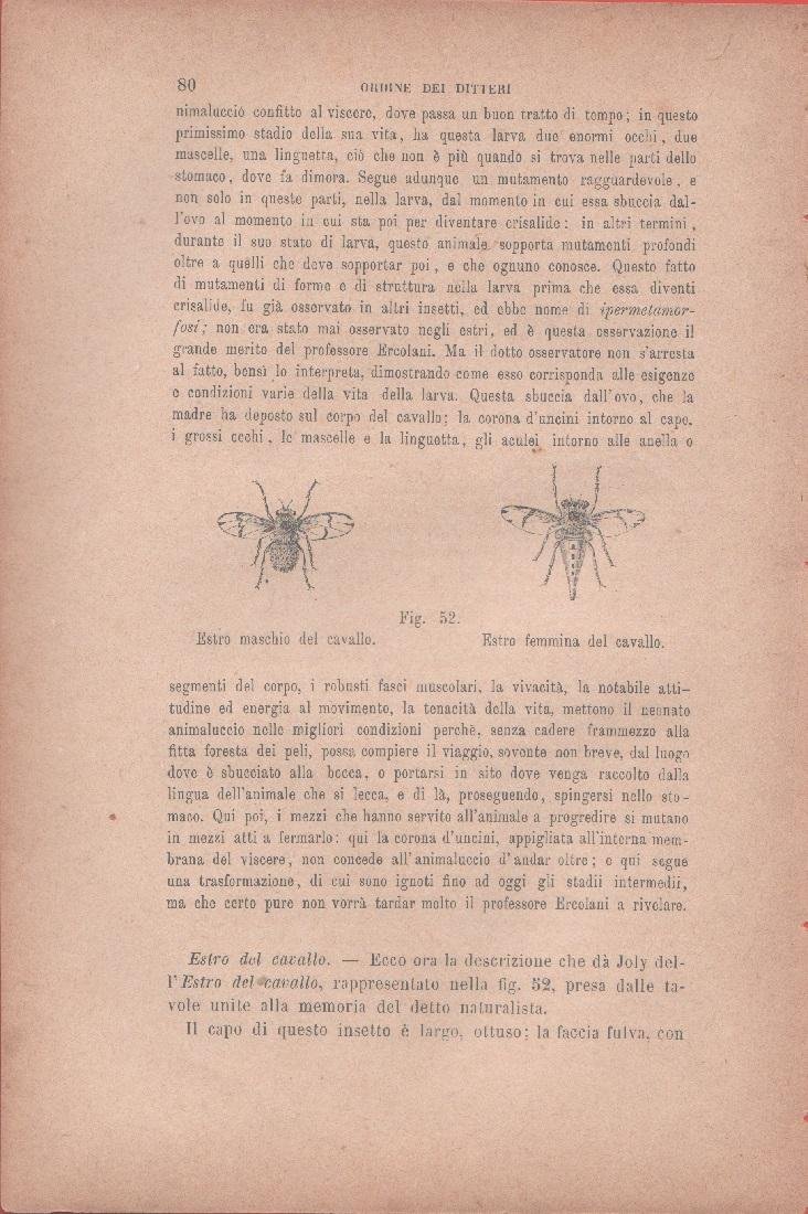 Estro maschio del cavallo, Estro femmina del cavallo. Vecchia stampa