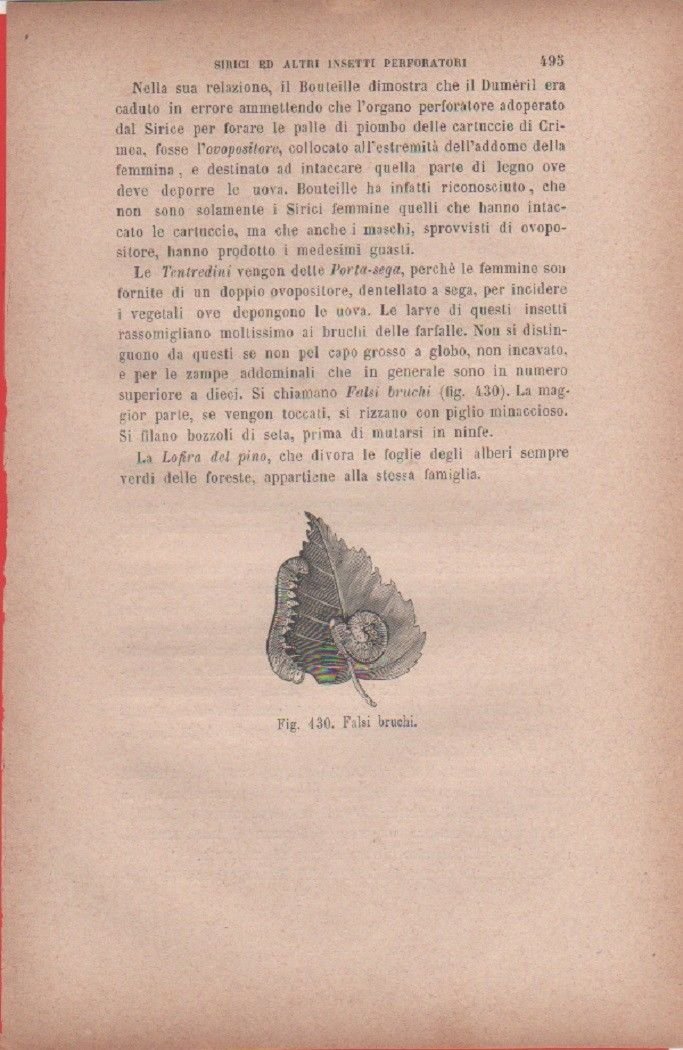 Falsi bruchi Vecchia stampa