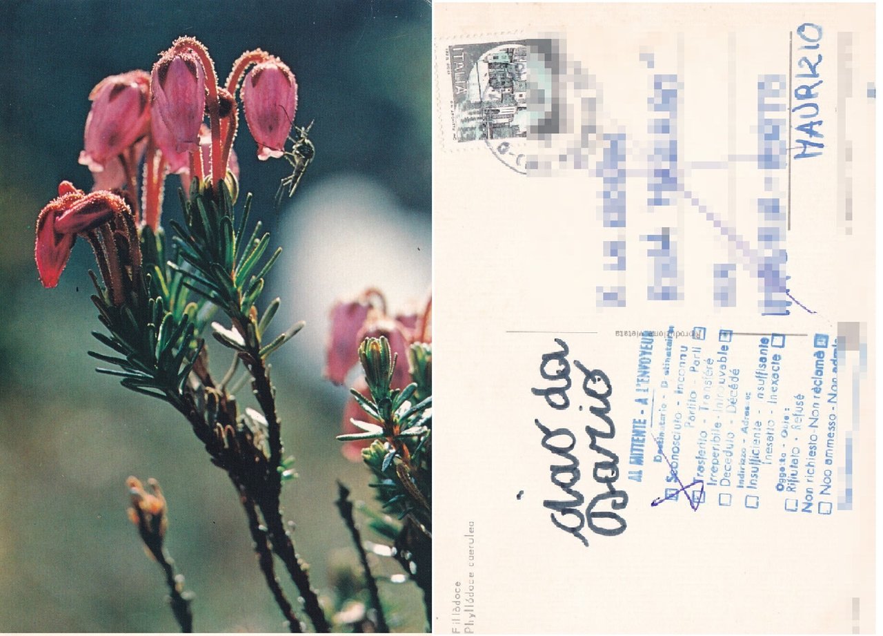 Fillòdace. Phyllodoce caerulea - Viaggiata