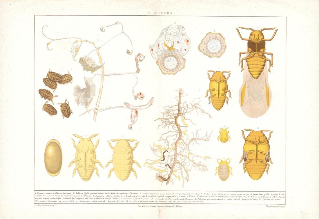 Filossera. Lexicon Vallardi 1900 ca.