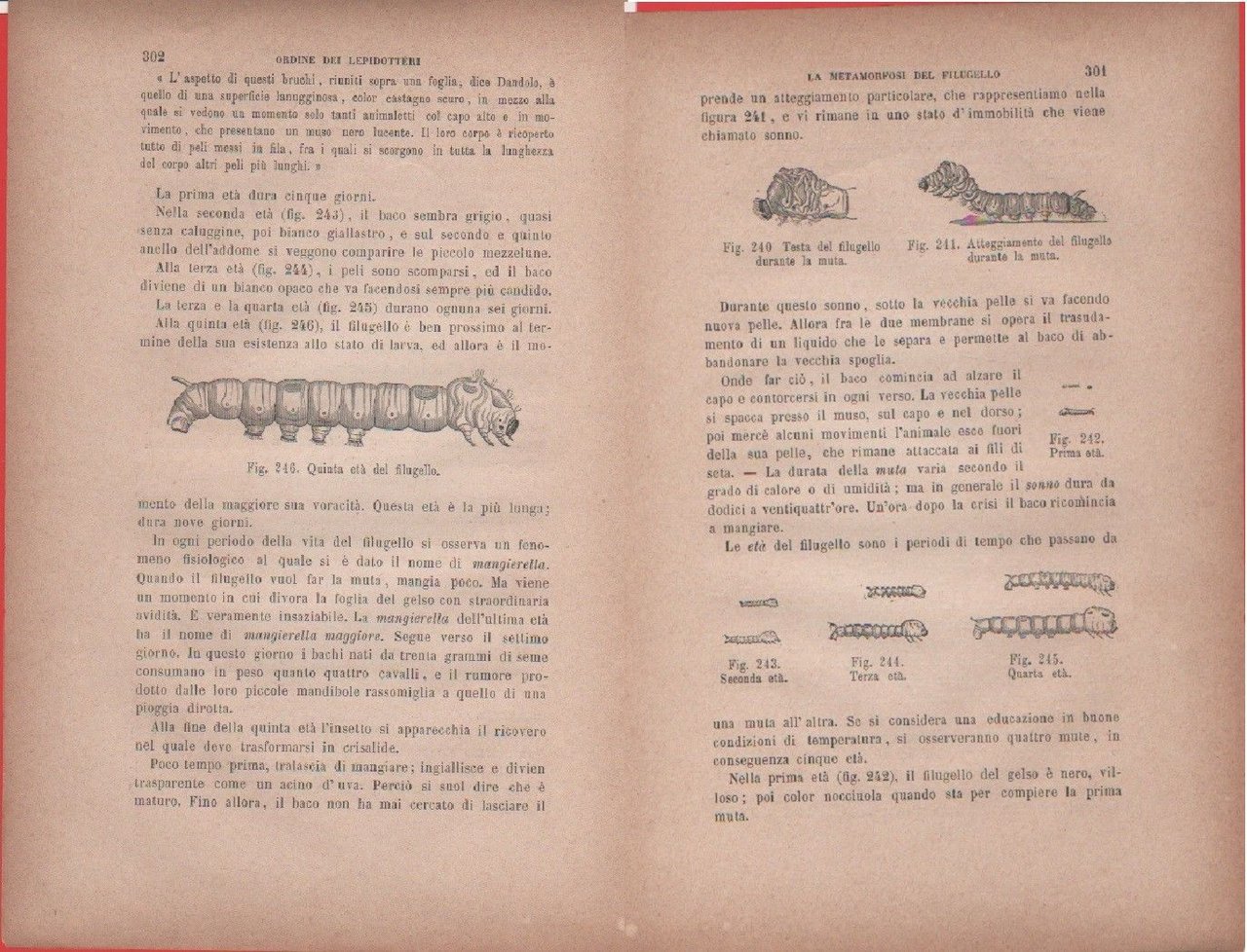 Filugello: testa, atteggiaemnto, età/Quinta età del filugello. Vecchia stampa
