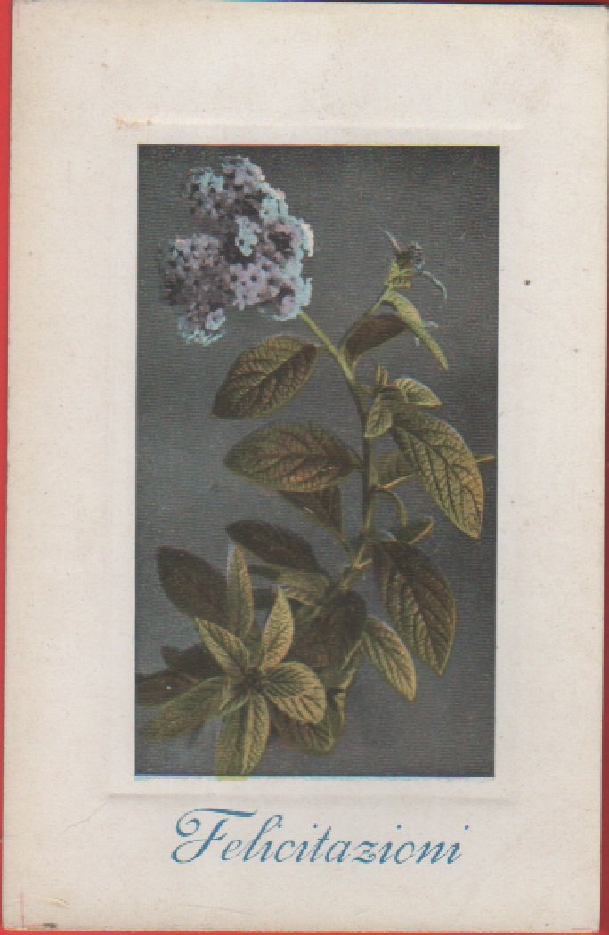 Fiore. Cromolito - Non viaggiata, originale no copia