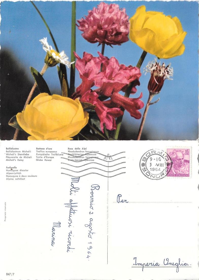 Fiori alpini. Viaggiata 1964
