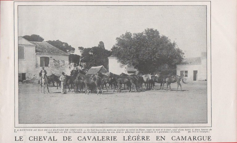 Forcieres d'esperges/Cheval de cavalerie legere en Camargue. Stampa 1911