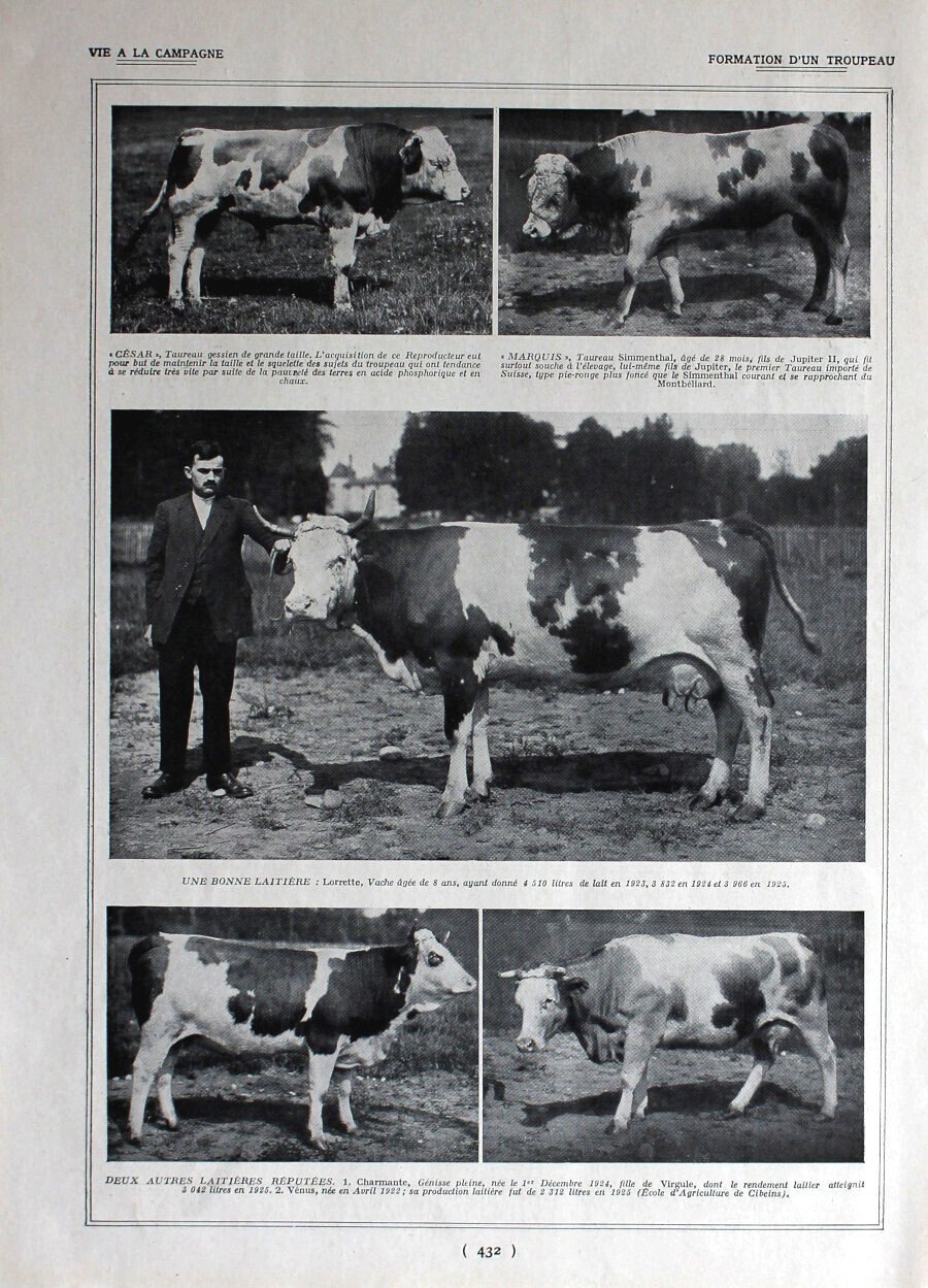 Formation d'un tropeau/ Le troupeau de Cibeins. Immagine 1926