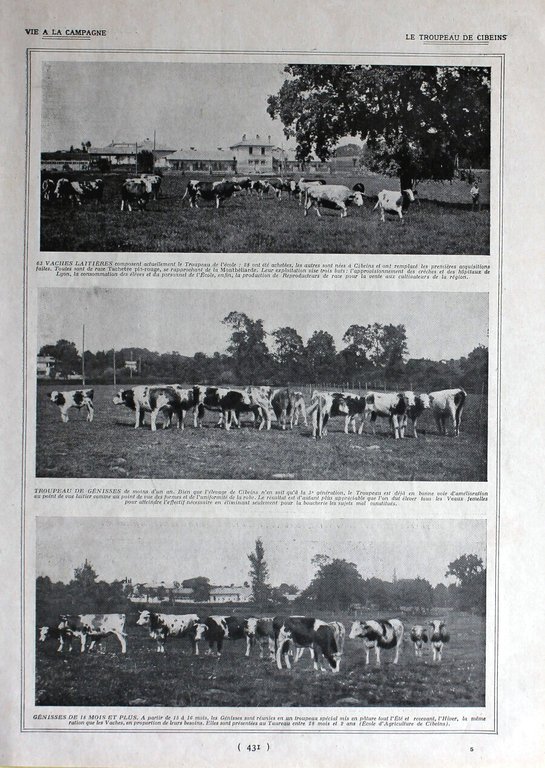 Formation d'un tropeau/ Le troupeau de Cibeins. Immagine 1926