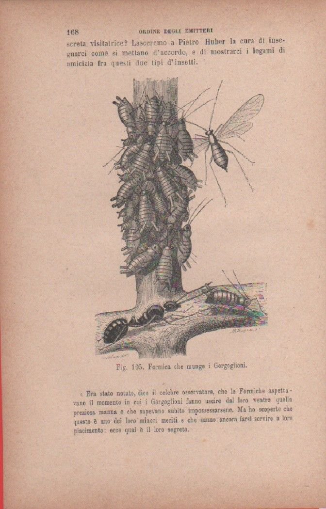 Formica che munge i Gorgoglioni. Vecchia stampa