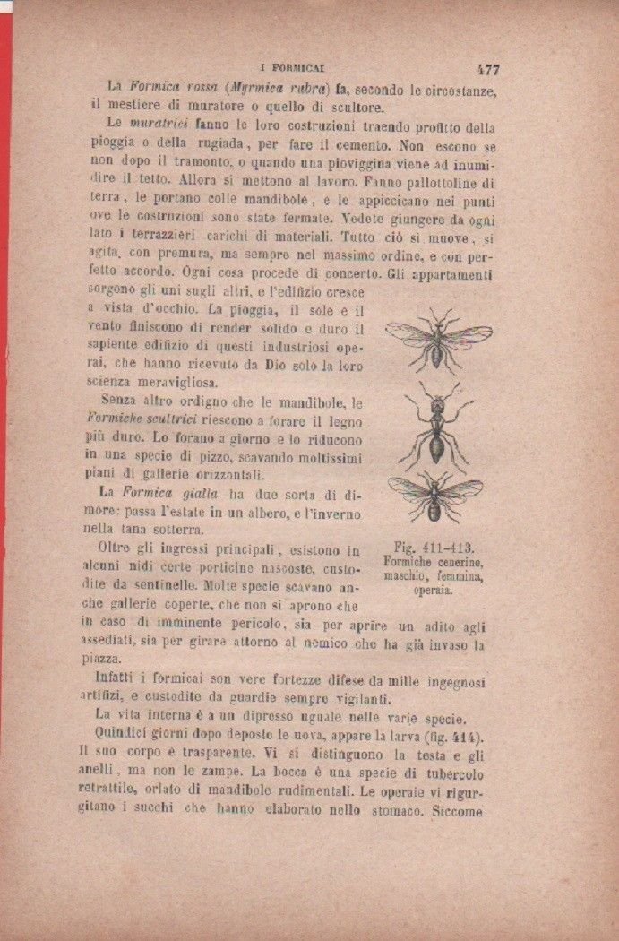 Formiche cinerine, maschio, femmina, operaia. Vecchia stampa